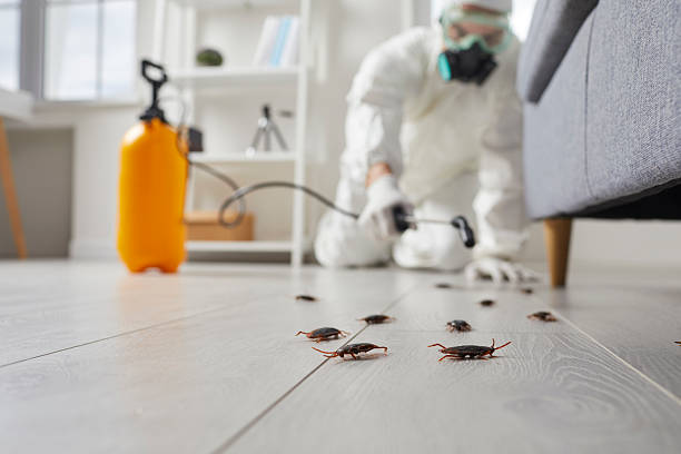 Post-Treatment Bed Bug Interceptor Monitoring in Lenoir